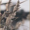 Sonstige Posterboard Mellow Grasses 3 | Poster & Drucke