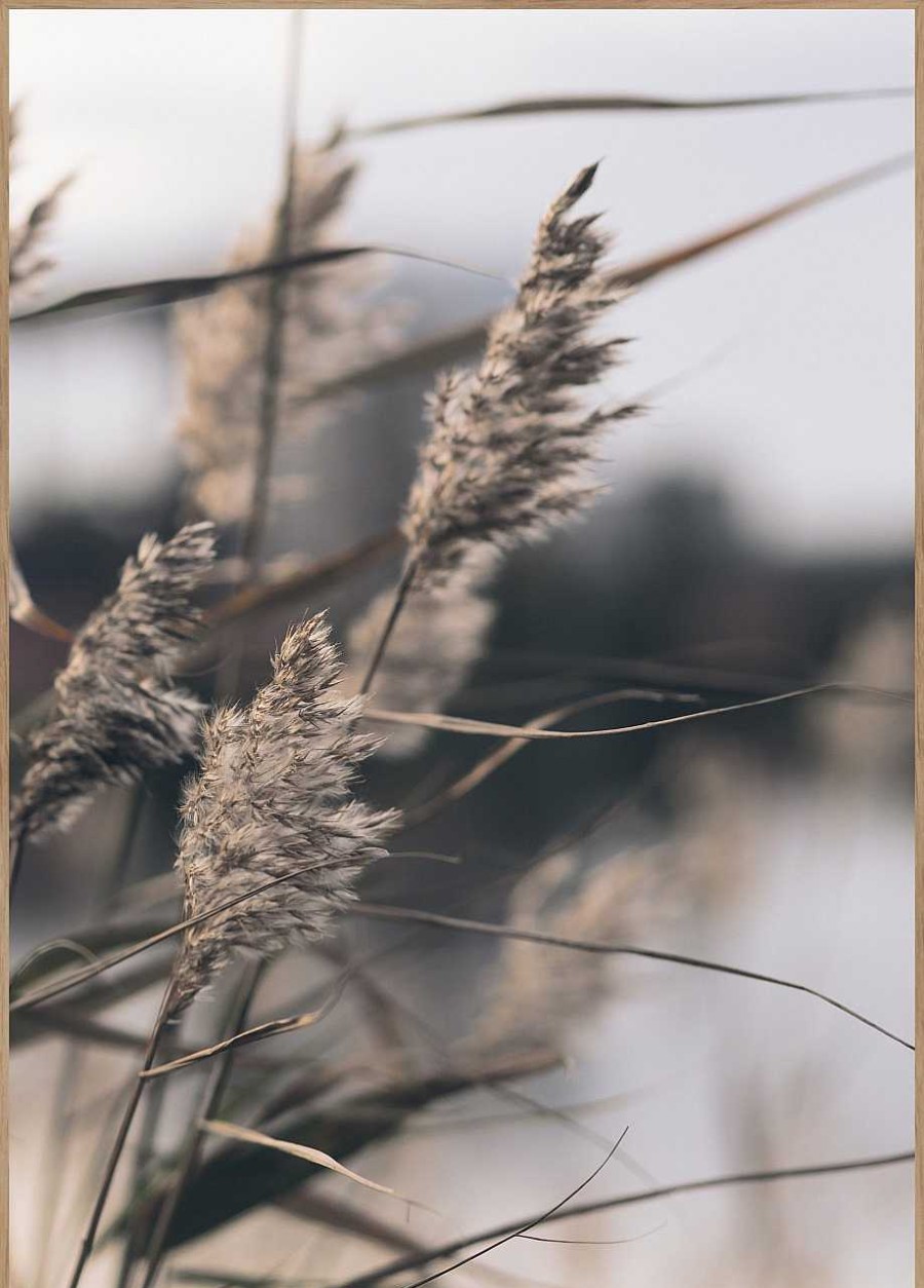 Sonstige Posterboard Mellow Grasses 3 | Poster & Drucke