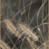 Sonstige Posterboard Mellow Grasses 2 | Poster & Drucke