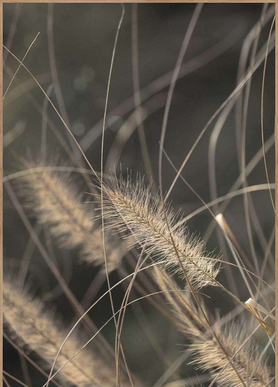 Sonstige Posterboard Mellow Grasses 2 | Poster & Drucke