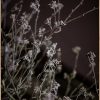 Sonstige Poster Mellow Grasses 6 | Poster & Drucke