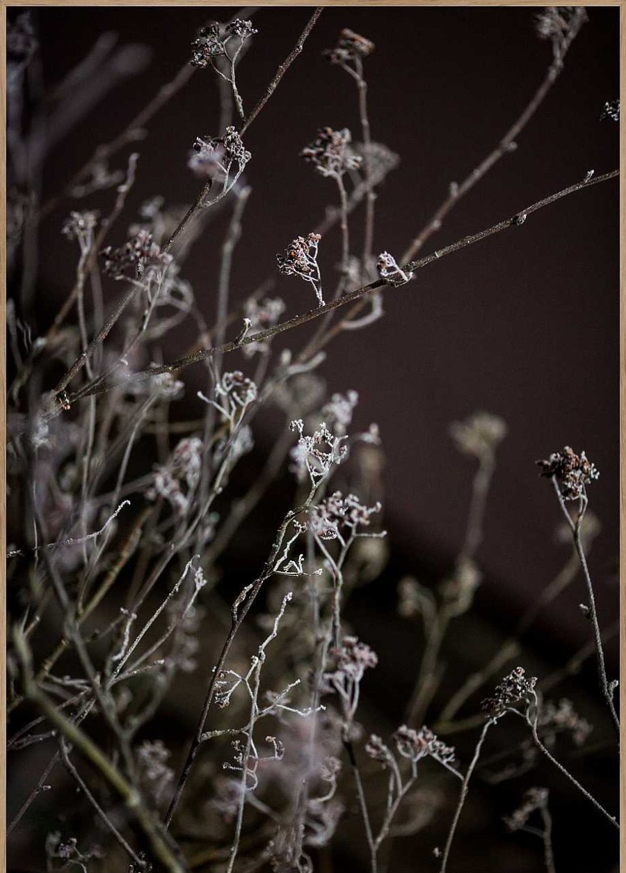 Sonstige Poster Mellow Grasses 6 | Poster & Drucke