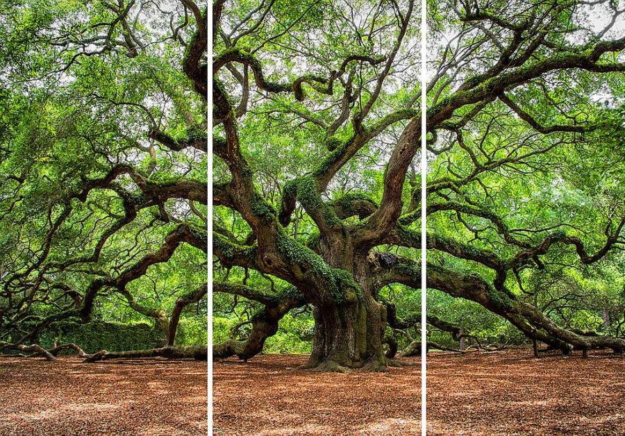 Sonstige Akustikbild Verzweigter Baum | Akustikbilder